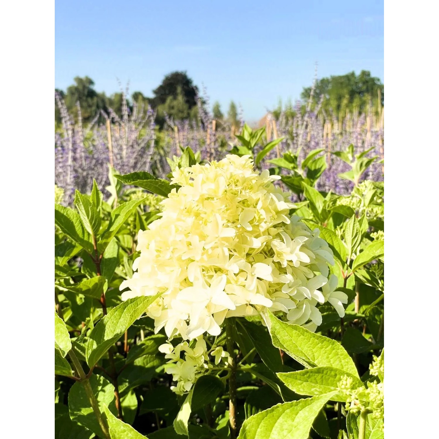 Baumfink Rispenhortensie Skyfall als Topfpflanze 60-80cm_2