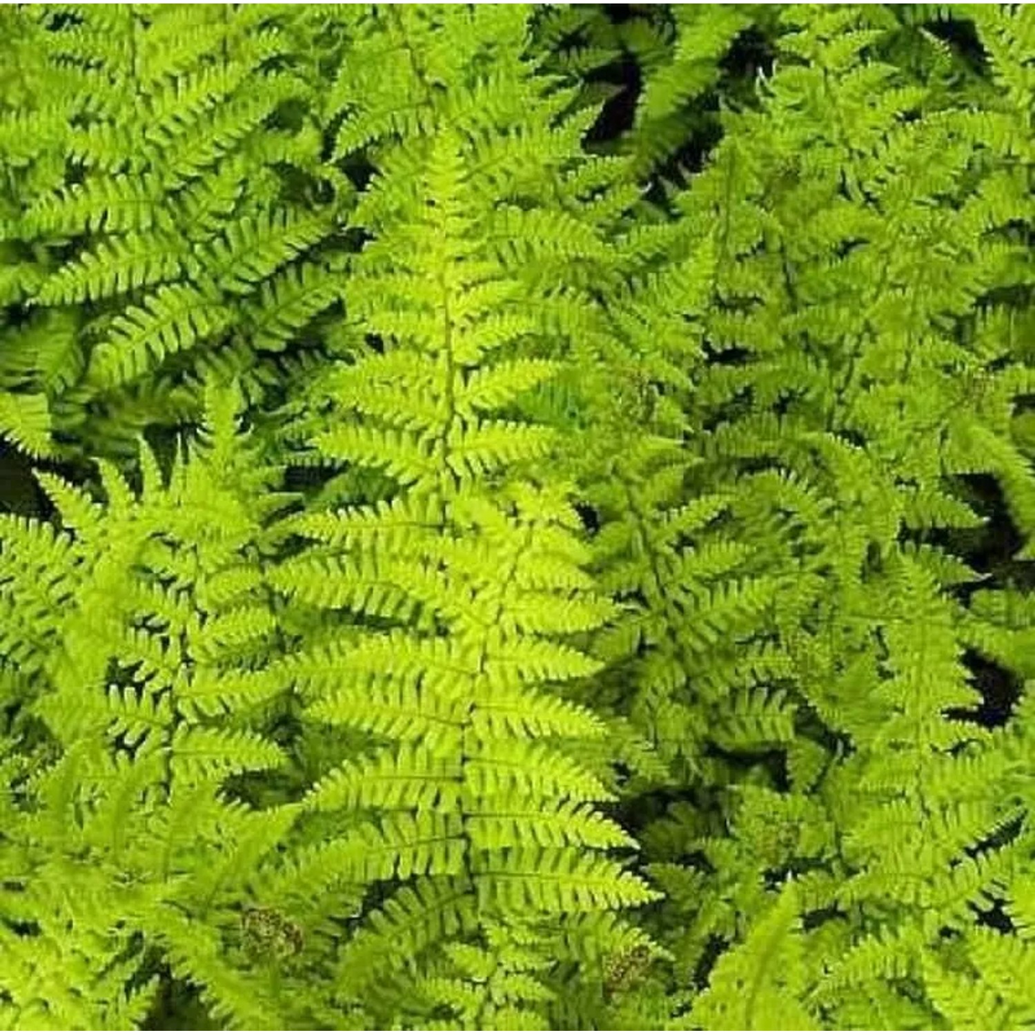 Goldschuppenfarn Crispa - Dryopteris affinis