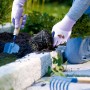 Gartenarbeit mit LUX Gartenhandschuhen Latex Lila Gr. 9. Die Handschuhe schützen bei der Bepflanzung.