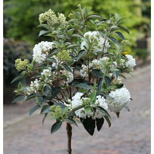 Hochstamm Schneeball Eskimo (Viburnum erubes) mit weißen Blütenbällen im Garten.