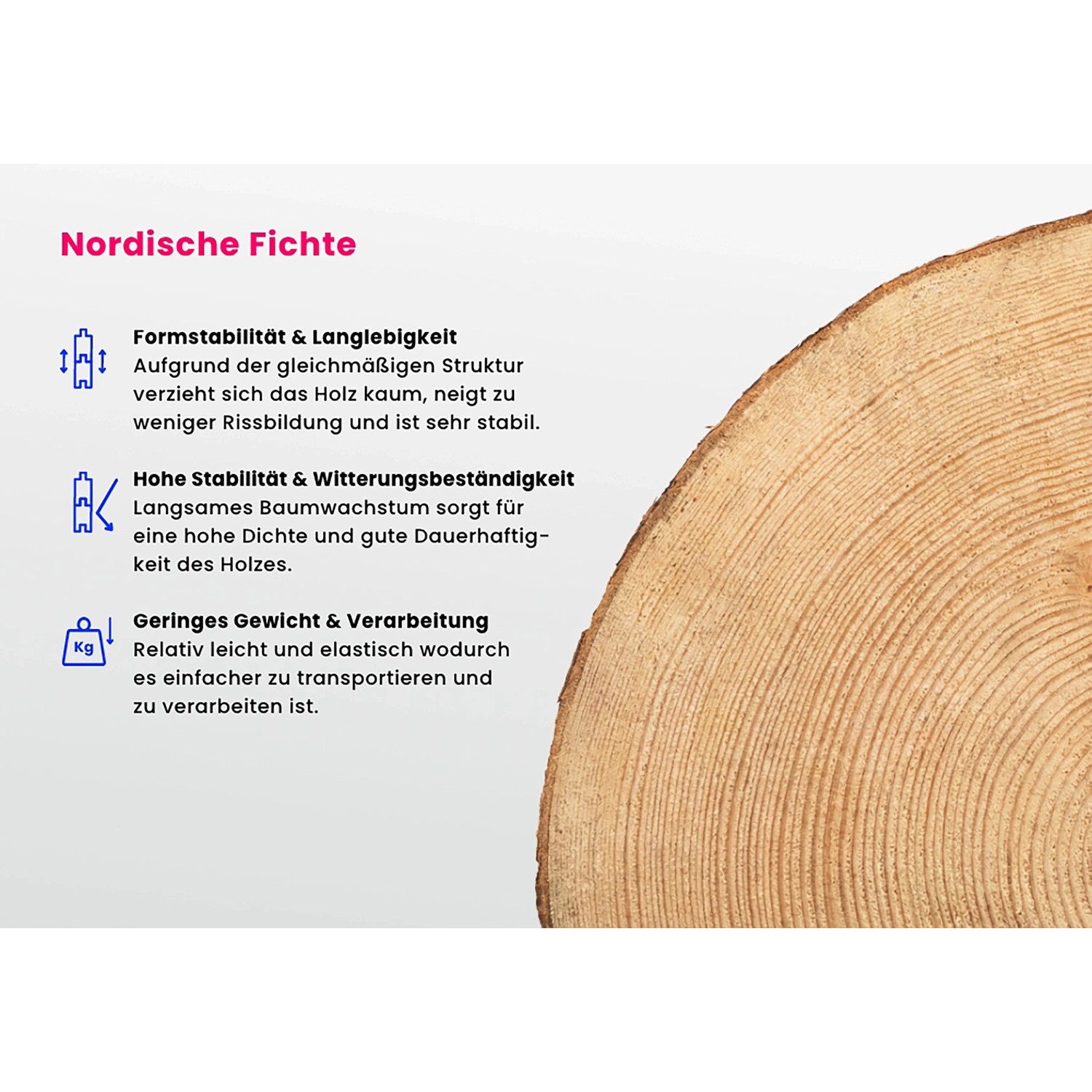 Holzquerschnitt einer Fichte für Gartenhaus: Formstabil, witterungsbeständig und leicht zu verarbeiten.