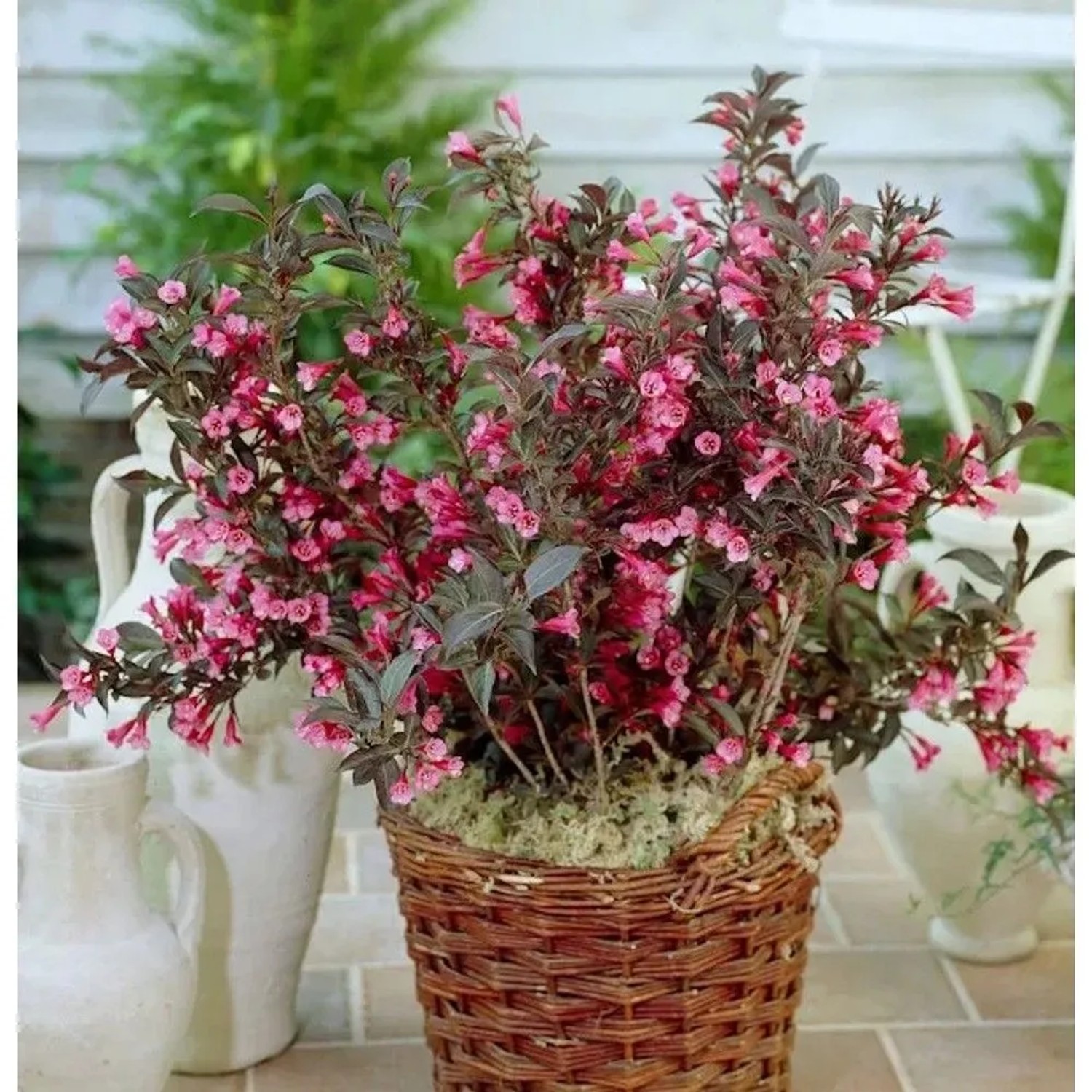 Weigelie Wings of Fire 40-60cm - Weigela florida