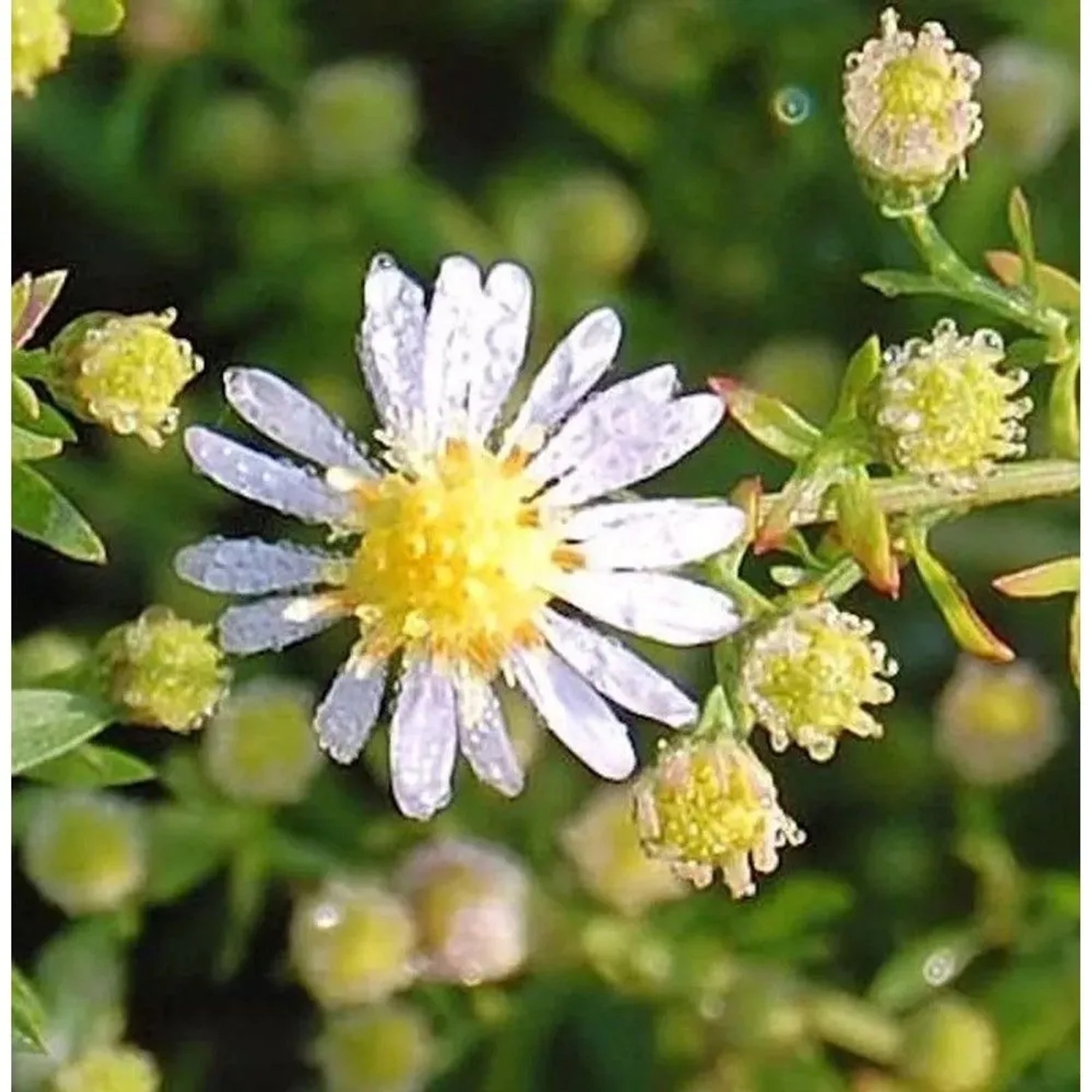 Myrtenaster Erlkönig - Aster ericoides