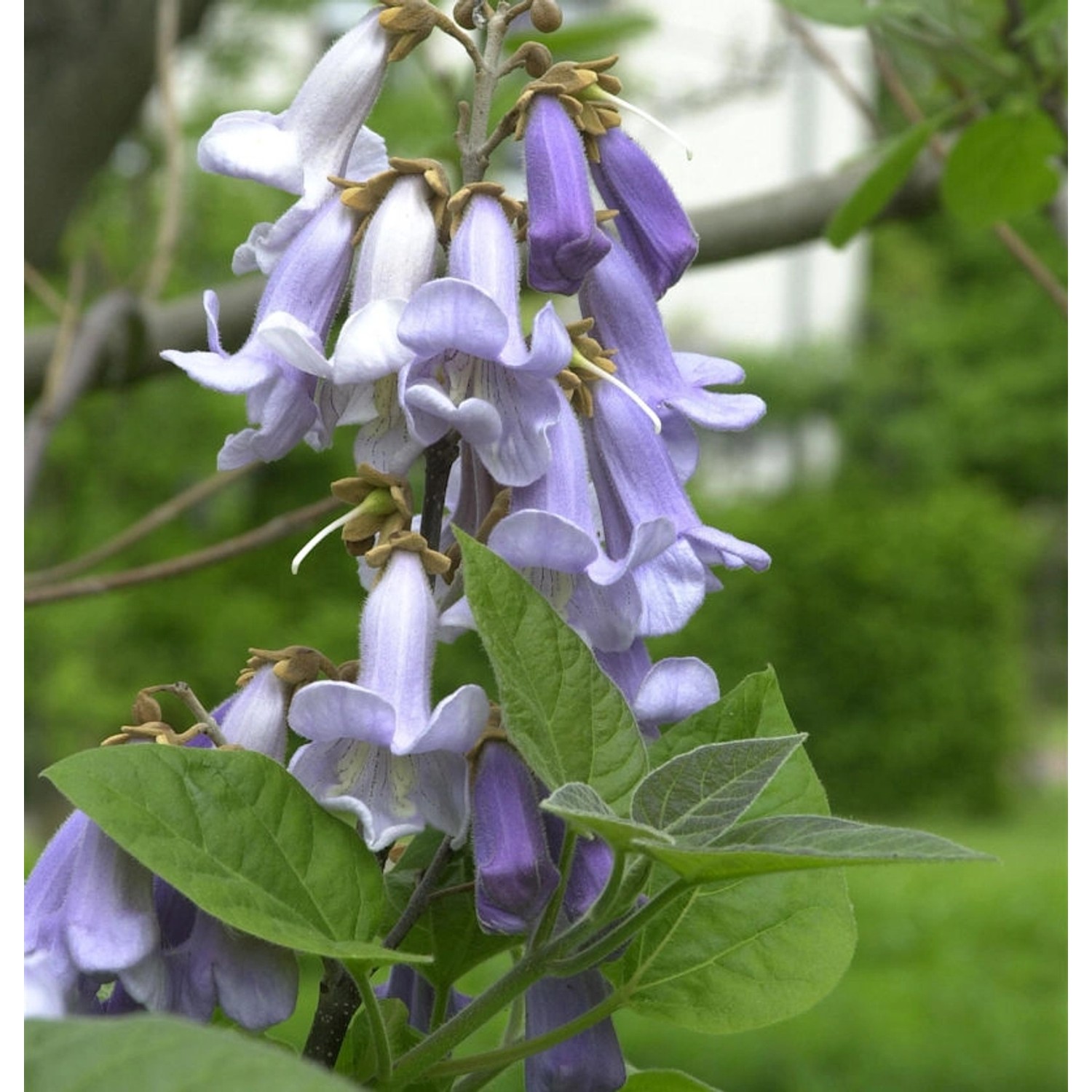 Blauglockenbaum 80-100cm - Paulownia tomentosa günstig online kaufen