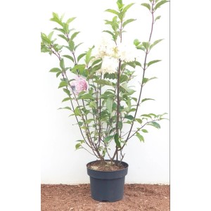 Rispenhortensie 'Vanille-Fraise' im Topf, weiße Blüten. Blühende Zimmerpflanze für Beet und Kübel.