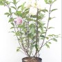 Rispenhortensie 'Vanille-Fraise' im Topf, weiße Blüten. Blühende Zimmerpflanze für Beet und Kübel.
