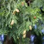 Detailaufnahme der Calocedrus Decurrens Weihrauchzeder (80–100 cm) mit Zapfen.