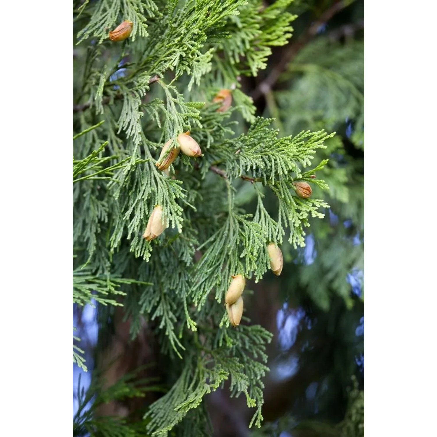 Detailaufnahme der Calocedrus Decurrens Weihrauchzeder (80–100 cm) mit Zapfen.