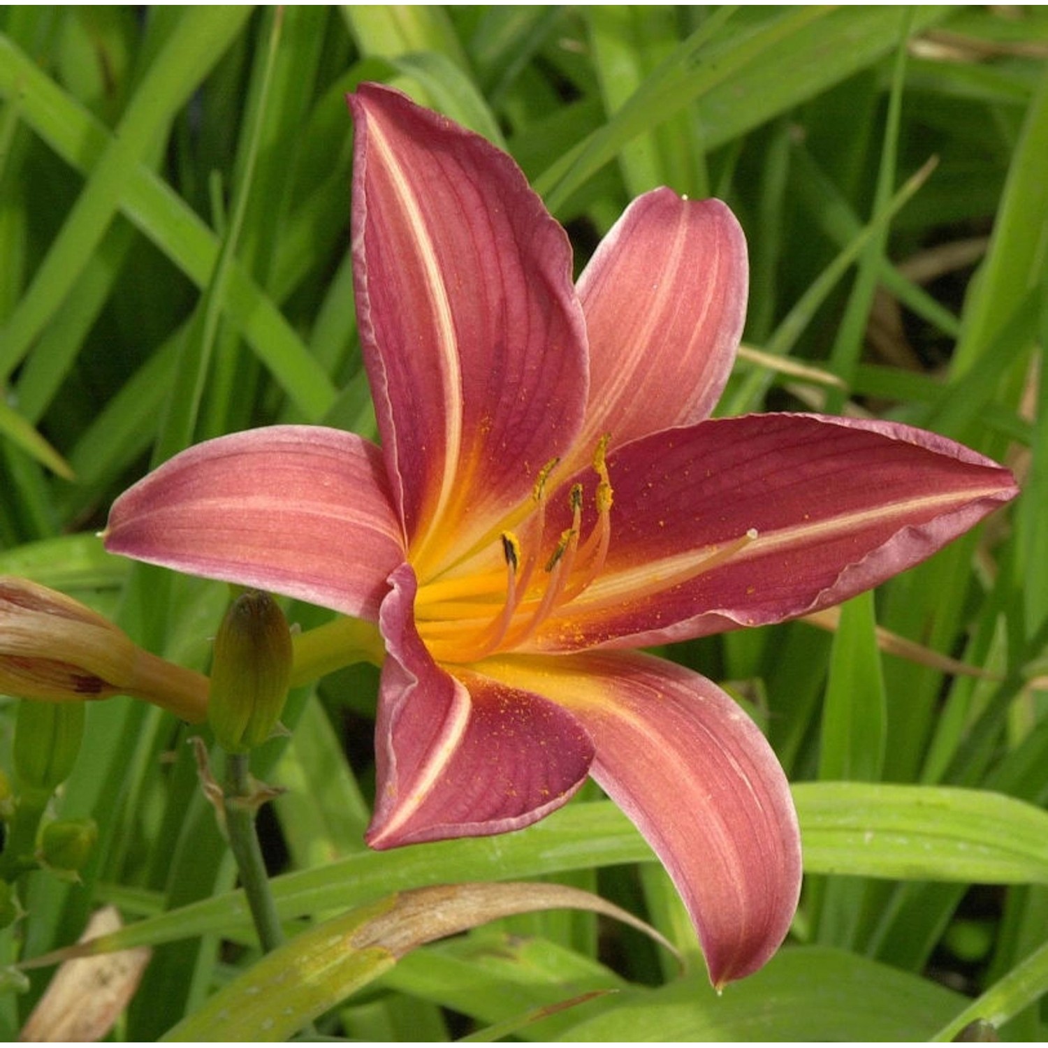 Taglilie Frances Fay - Hemerocallis günstig online kaufen