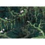 Grüne Komar Vliestapete Orch-Idee mit Ästen, Moos und Orchideenblüten, 350x250 cm.
