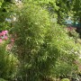 Gartenbambus Simba (Fargesia murielae) im Garten, grüne Blätter und Halme.