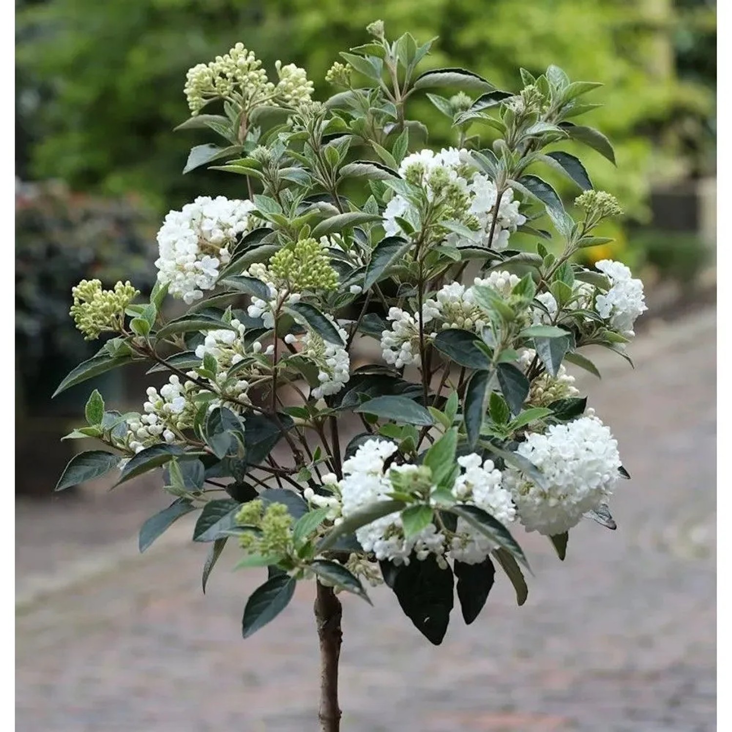 Hochstamm Schneeball Eskimo 60-80cm - Viburnum erubes