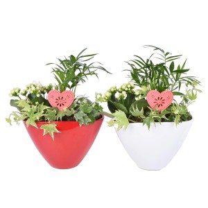 Zimmerpflanzen-Arrangement mit Kalanchoe, Bergpalme und Efeu in rotem und weißem Keramiktopf.