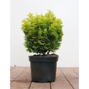Goldgelbe Hinoki-Scheinzypresse 'Nana Aurea' im Topf, 20-25 cm hoch. Kompakte Zwergform für Garten und Kübel.
