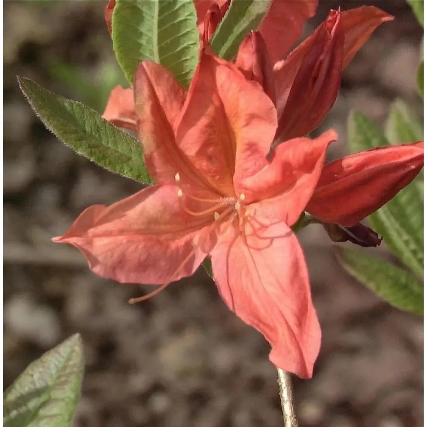 Chinesische Azalee Winston Churchill 30-40cm - Rhododendron mollis