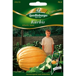 Saatgutpackung Quedlinburger Riesen-Kürbis Atlantic Giant mit großem, orangenem Kürbis.