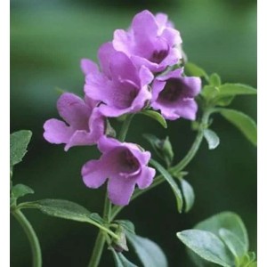Nahaufnahme der lila Blüten der Strauchminze (Prostanthera cuneata).