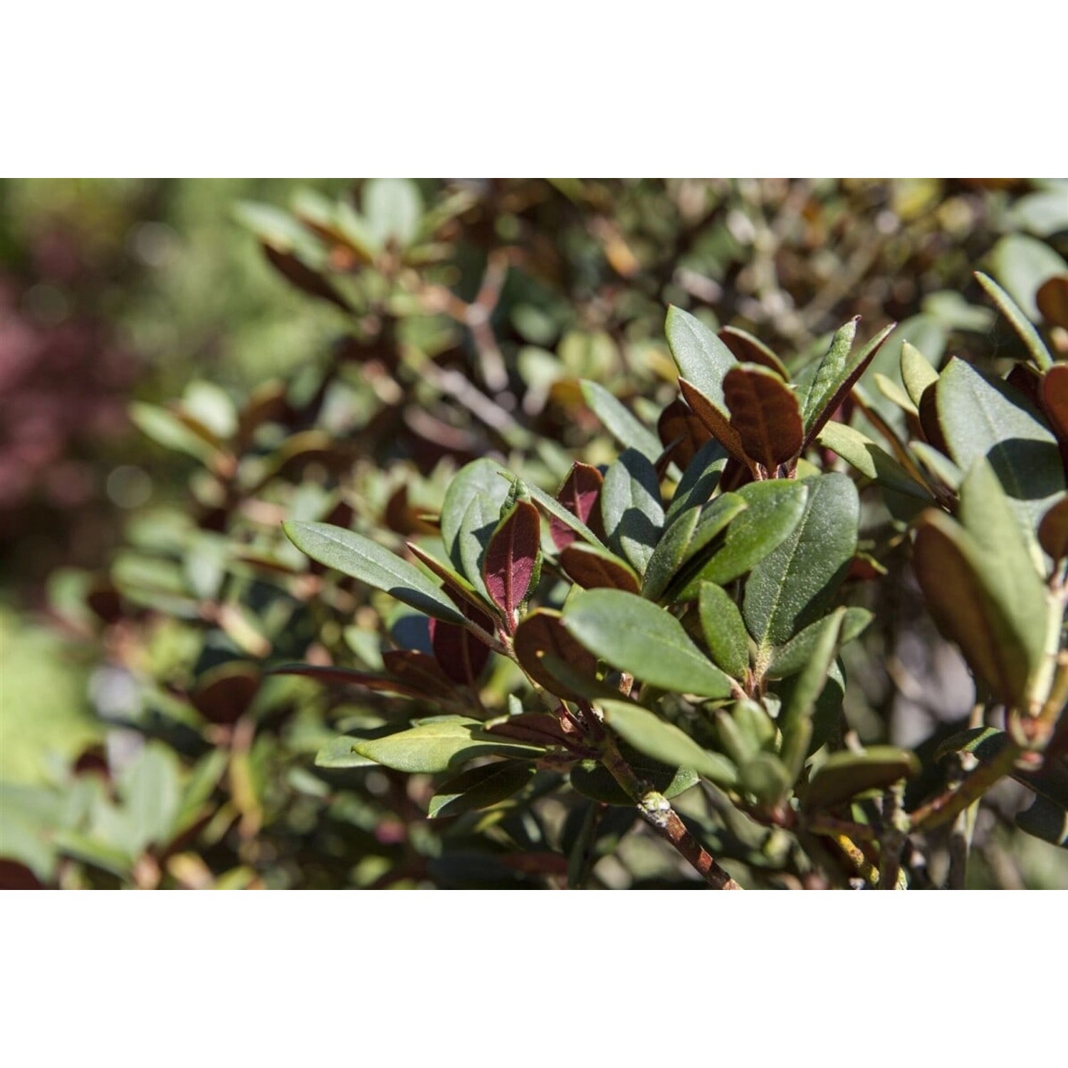 Rhododendron Neriiflorum Burletta Rot 90–100 cm günstig online kaufen