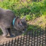 Katze vor Relaxdays Dornengitter Katzenabwehr (12er Set) im Garten.