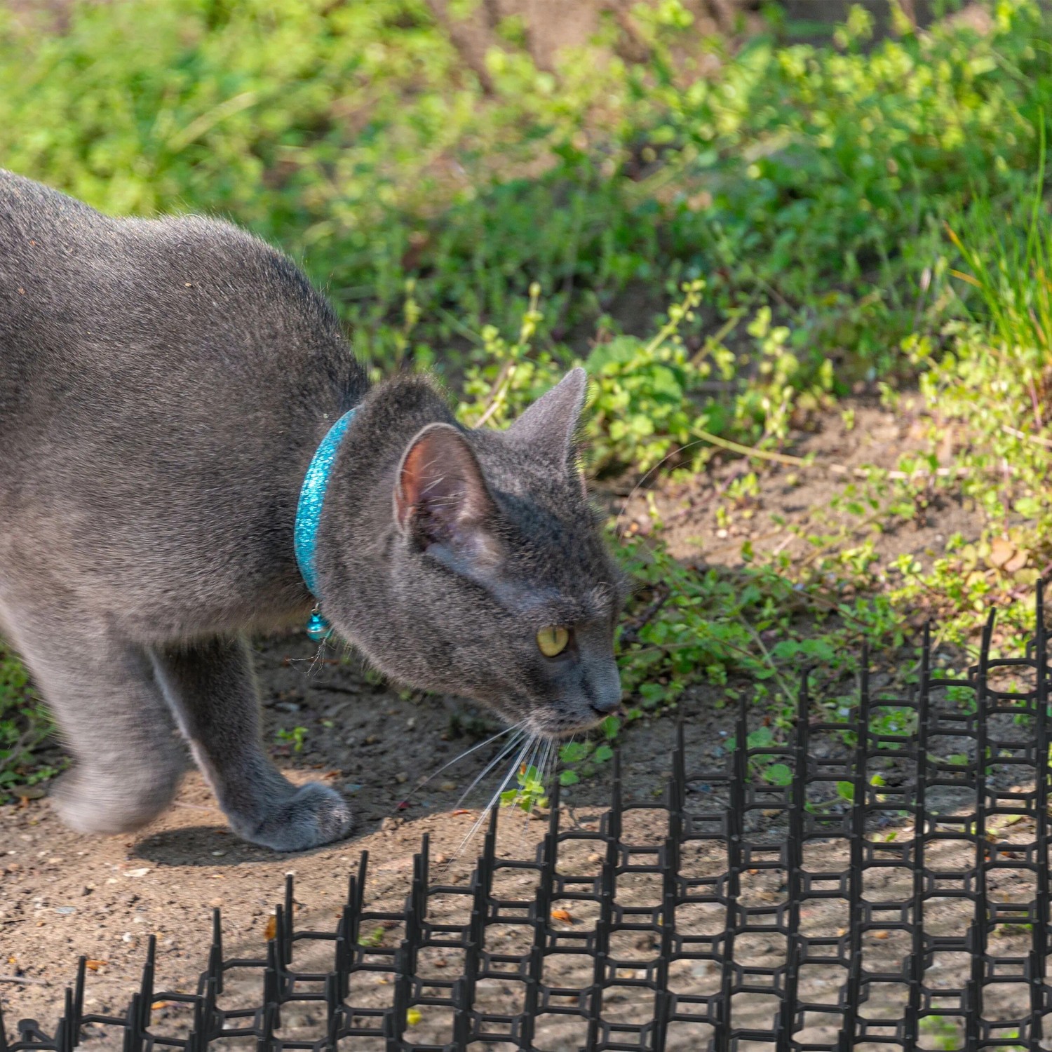 Katze vor Relaxdays Dornengitter Katzenabwehr (12er Set) im Garten.