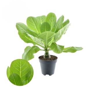 GROW by OBI Vulkanpalme Topf-Ø ca. 12 cm Brighamia insignis