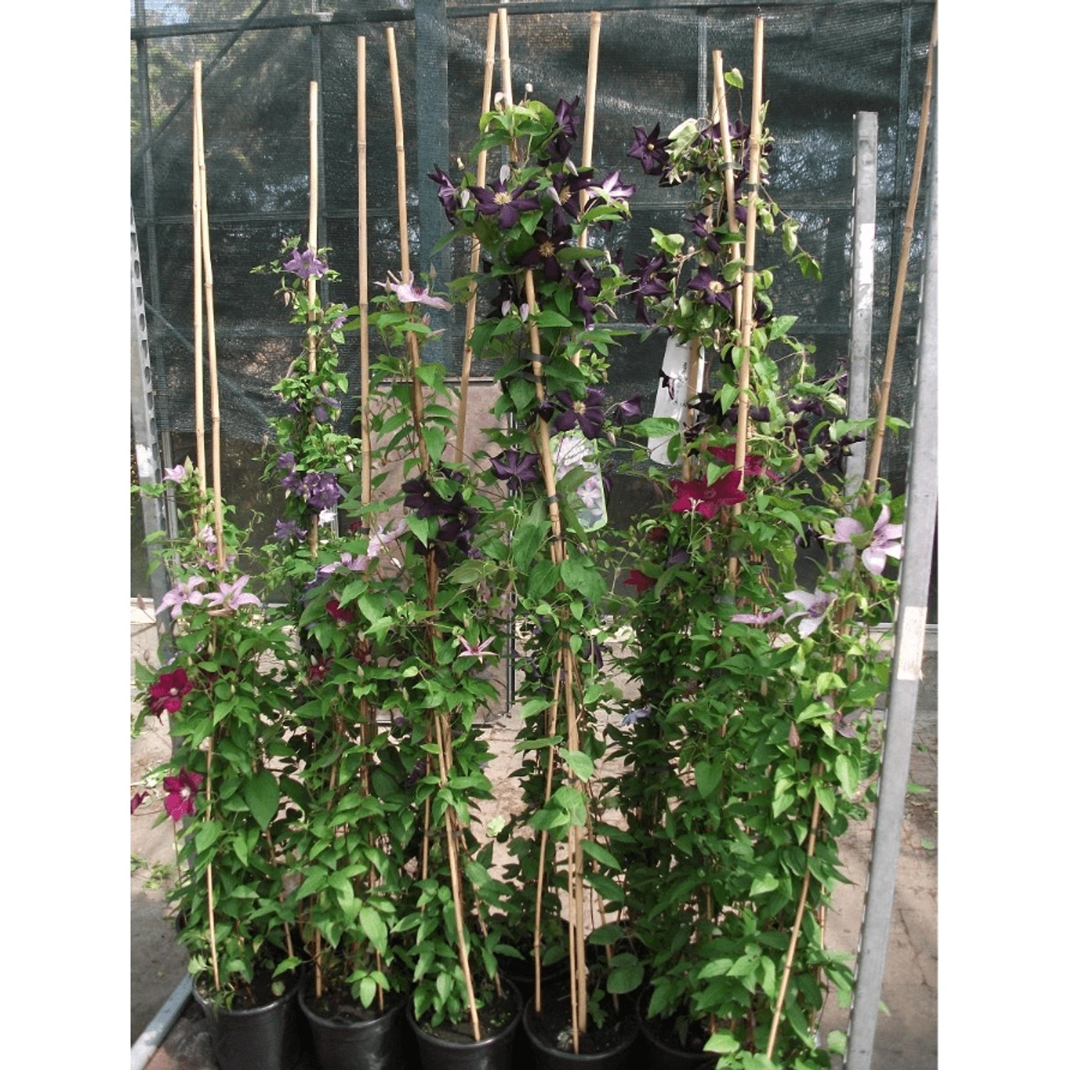 Clematis Hybride Hagley Hybrid Waldrebe Rosa Blüten 100–150 cm günstig online kaufen