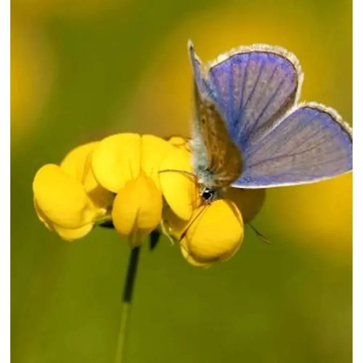 Gefüllter Hornklee - Lotus corniculatus
