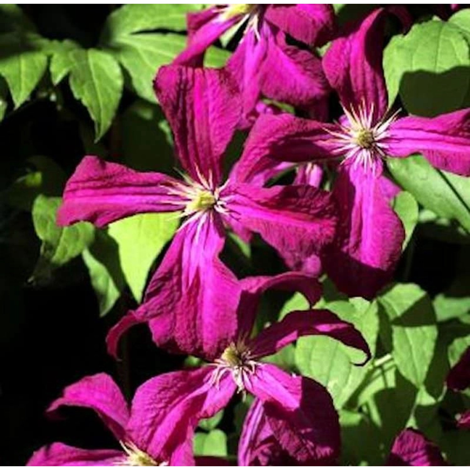 Waldrebe Gipsy Queen 40-60cm - Clematis günstig online kaufen