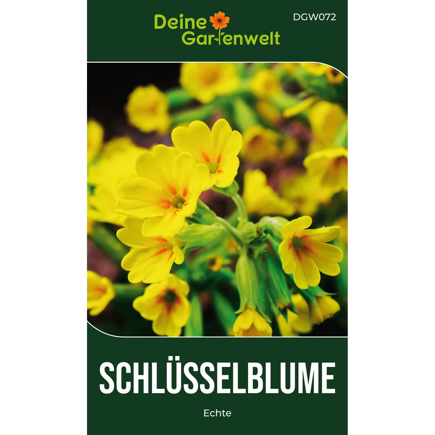 Deine Gartenwelt Wiesen-Schlüsselblume Samen