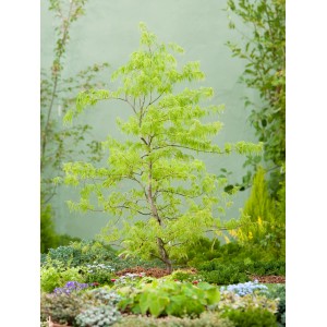 Grüner OBI Schlitzahorn 'Dissectum Viridis' im Topf, mit filigranem Laub im Garten.