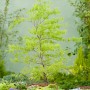 Grüner OBI Schlitzahorn 'Dissectum Viridis' im Topf, mit filigranem Laub im Garten.