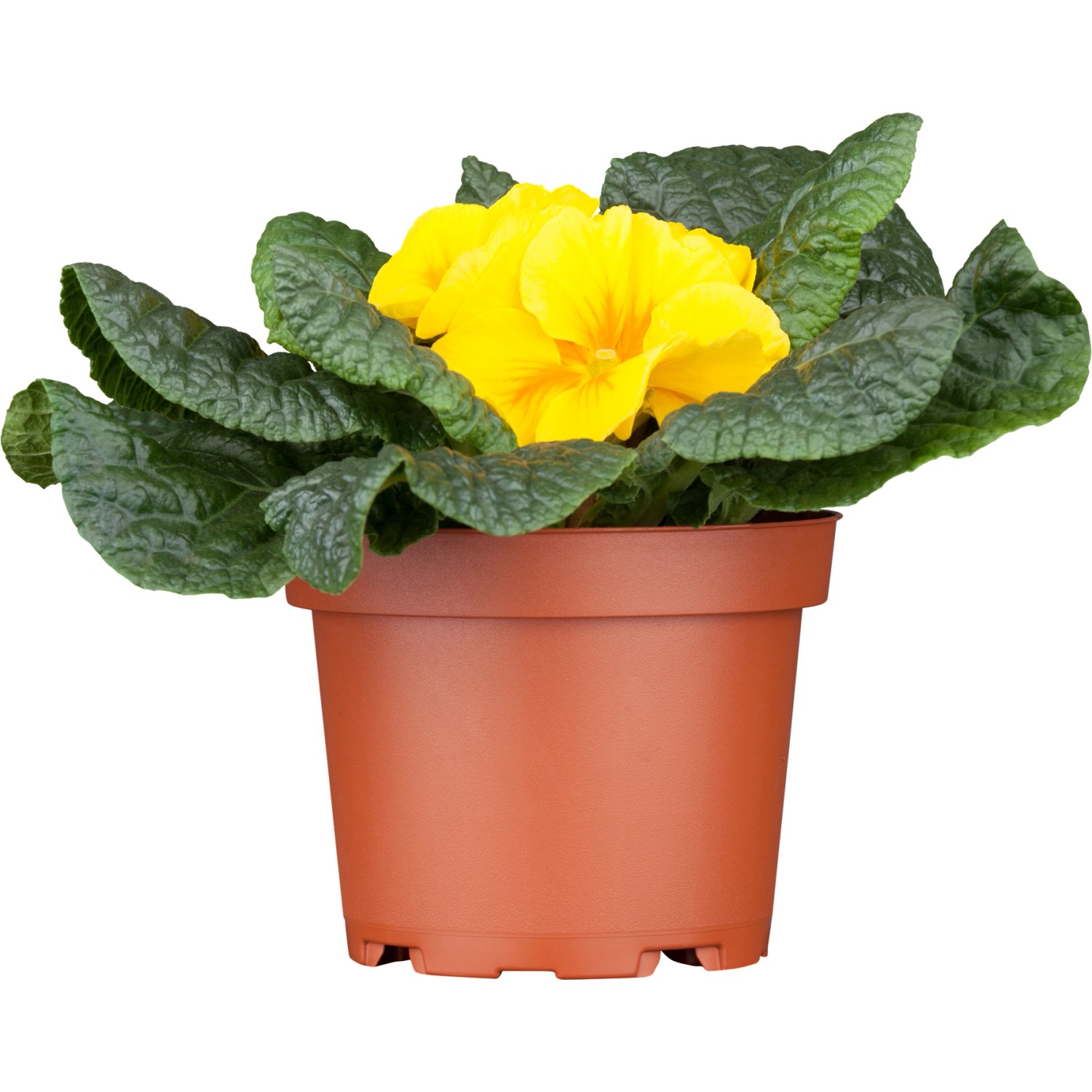 Kissen-Primel Gelb Topf Ø ca. 11 cm Gelb Primula acaulis günstig online kaufen