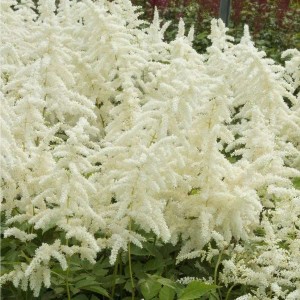 6 x Prachtspiere 'Deutschland' Astilbe japonica Topf 9cm Frühsommerblüher