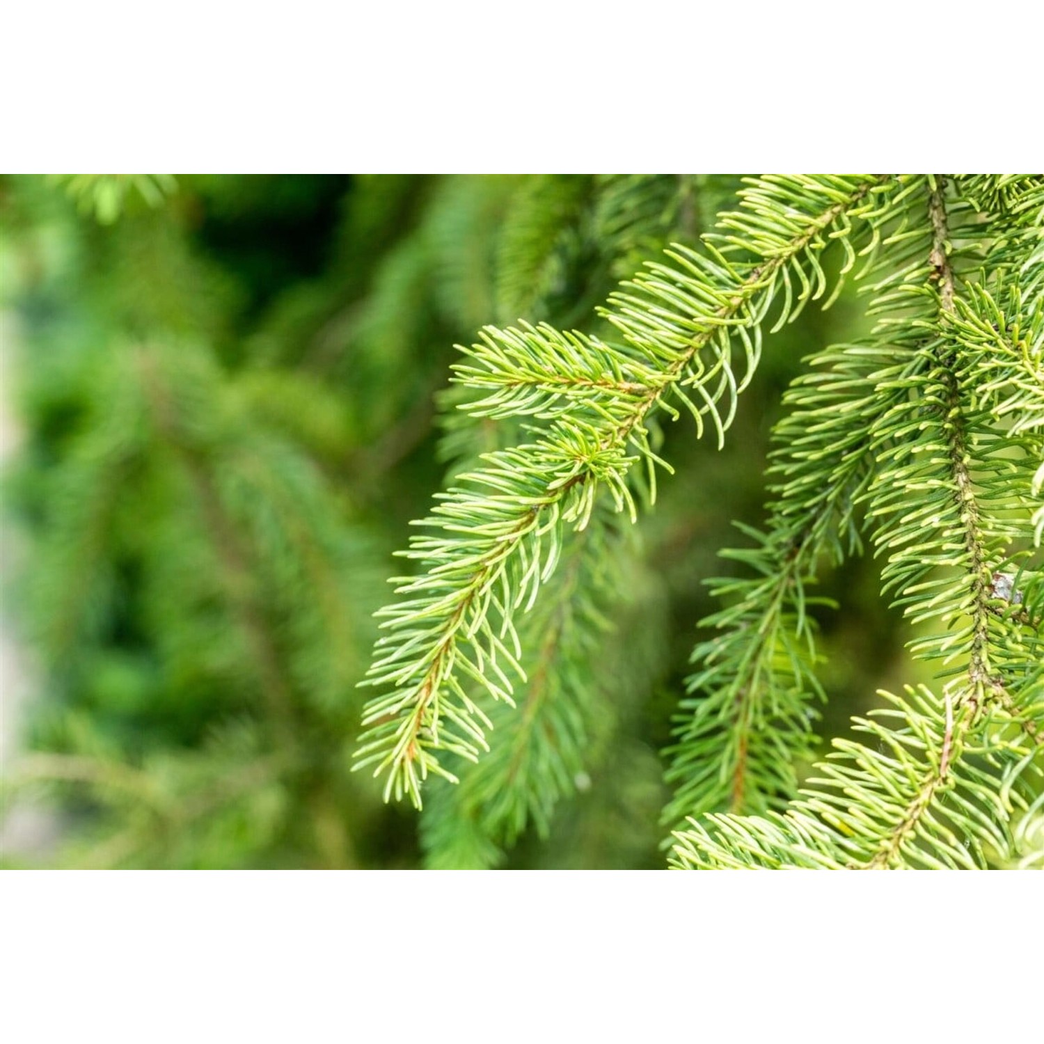 Picea Abies Cupressina Säulenfichte 100–125 cm günstig online kaufen