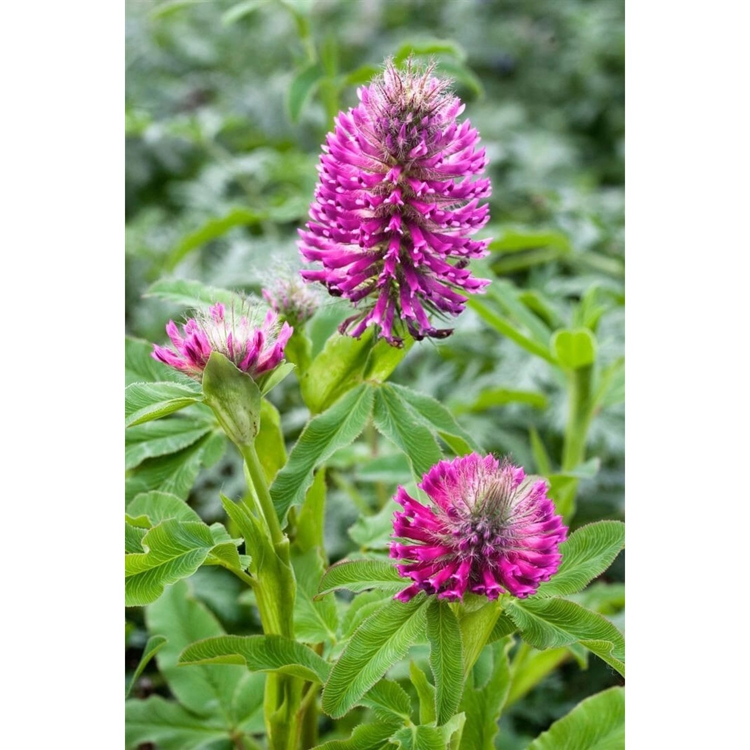 Trifolium Rubens Purpur-Klee Ca. 9x9 cm Topf günstig online kaufen