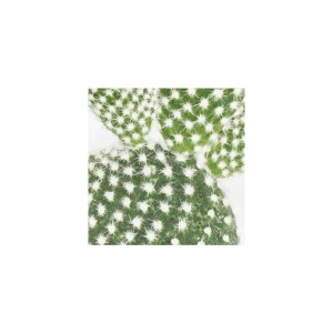 Weißstachliger Ohrenkaktus (Opuntia microdasys albata) im 5,5cm Topf.