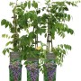 Amerikanischer Blauregen Longwood Purple im Topf, ca. 40-60cm hoch.