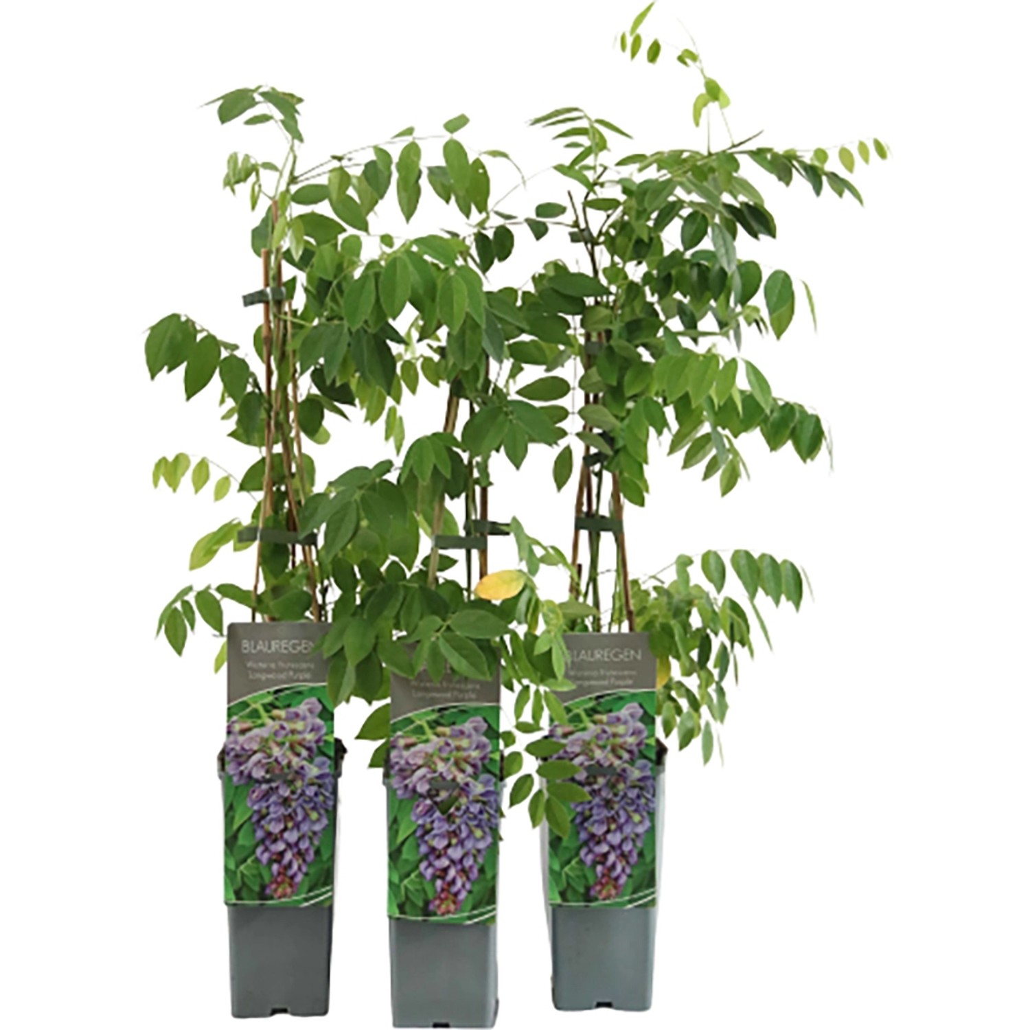 Amerikanischer Blauregen Longwood Purple Höhe ca. 40-60 cm Topf ca. 2l