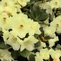 Gelb blühender Rhododendron Flava (Alpenrose), ca. 20-25cm hoch.