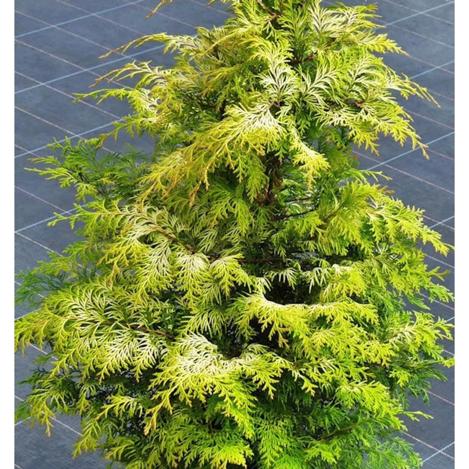 Zypresse Sunny Kiss 20-30cm - Chamaecyparis,awsoniana