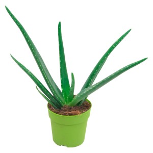 Aloe Vera im Topf (12cm), ca. 15-20cm hoch. Dekorative Sukkulente mit grünen Blättern.