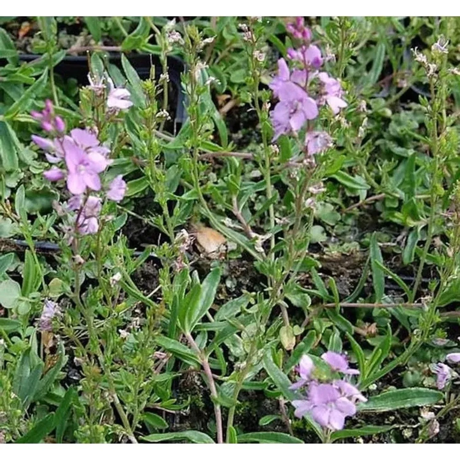Teppichveronika Rosea - Veronica prostrata