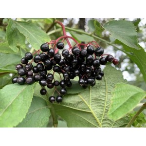 Schwarzer Holunder mit reifen, dunklen Beeren und grünen Blättern als Topfpflanze.