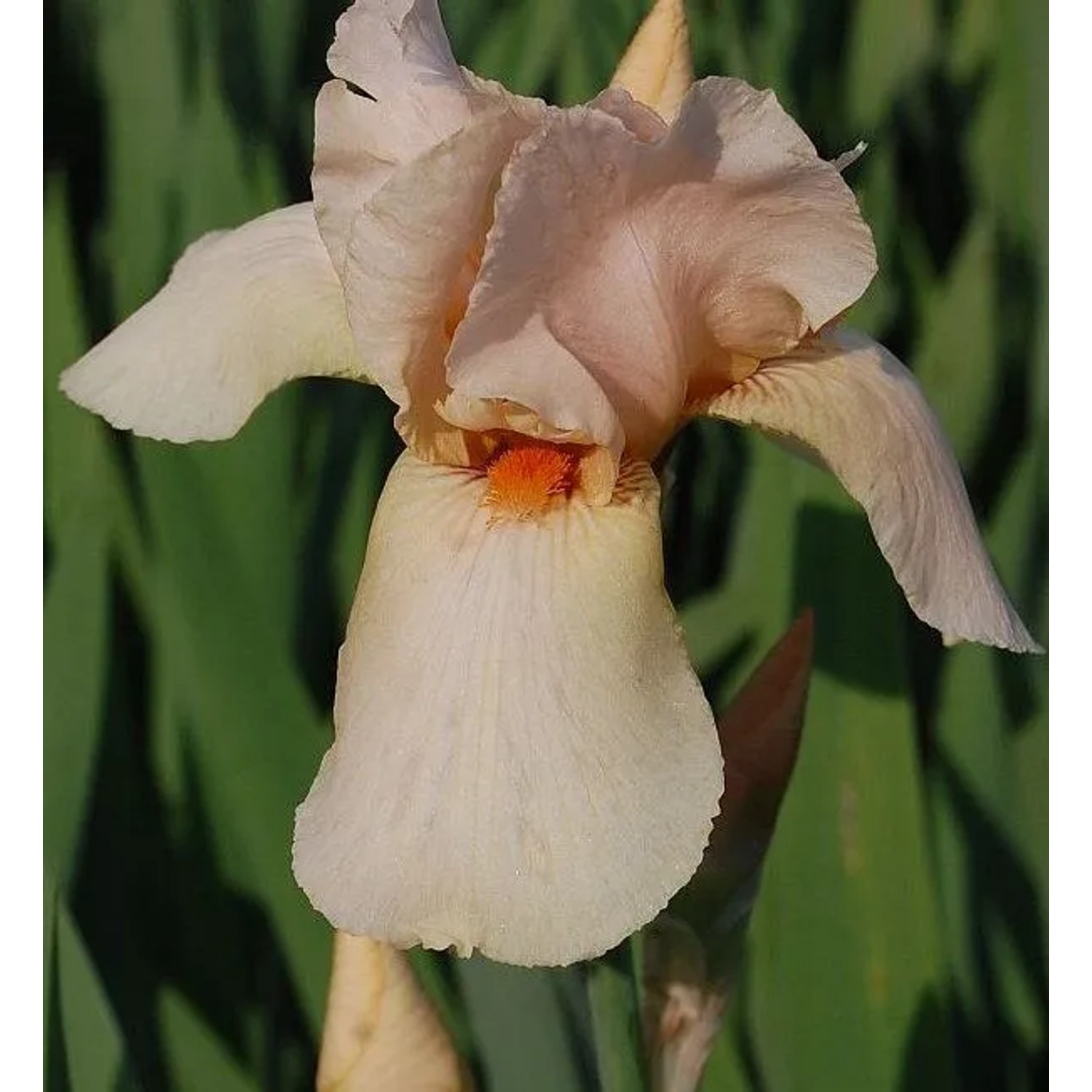 Schwertlilie Nel Jape - Iris barbata