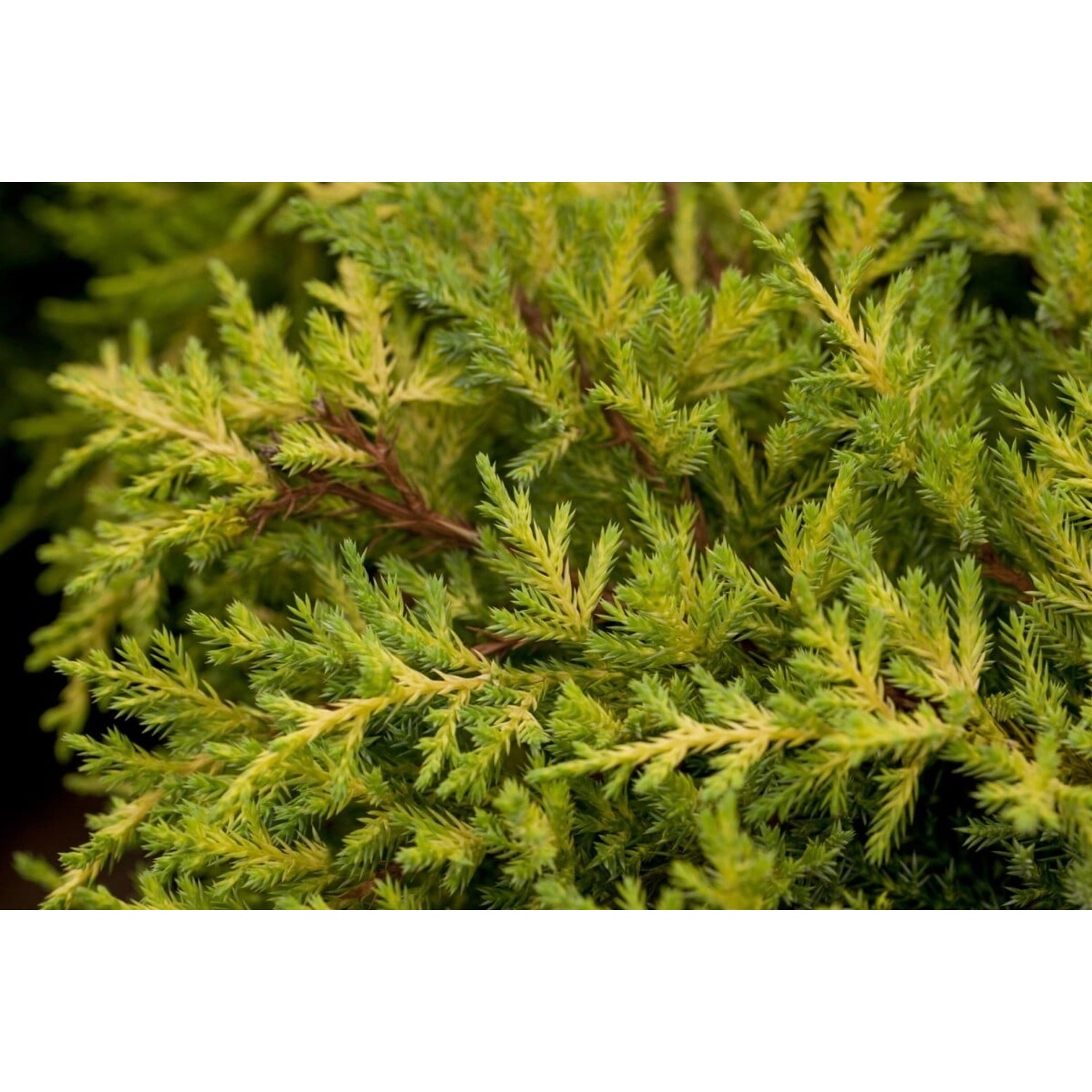 Juniperus Media Goldkissen Wacholder Goldgelb 40–50 cm günstig online kaufen