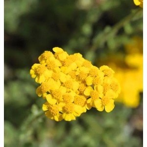 Gelbe Schafgarbe Tomentosa (Achillea tomentosa), eine blühende Staude.