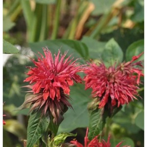 Nahaufnahme der roten Blüten der Indianernessel Fireball (Monarda didyma), eine dekorative Staude.