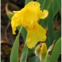 Leuchtend gelbe Schwertlilie 'Ola Kala' (Iris barbata) in voller Blüte mit grünen Blättern und Knospen.