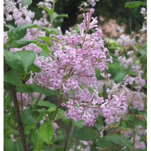 Blühender Ungarischer Flieder (Syringa josikaea) mit violetten Blütenständen.