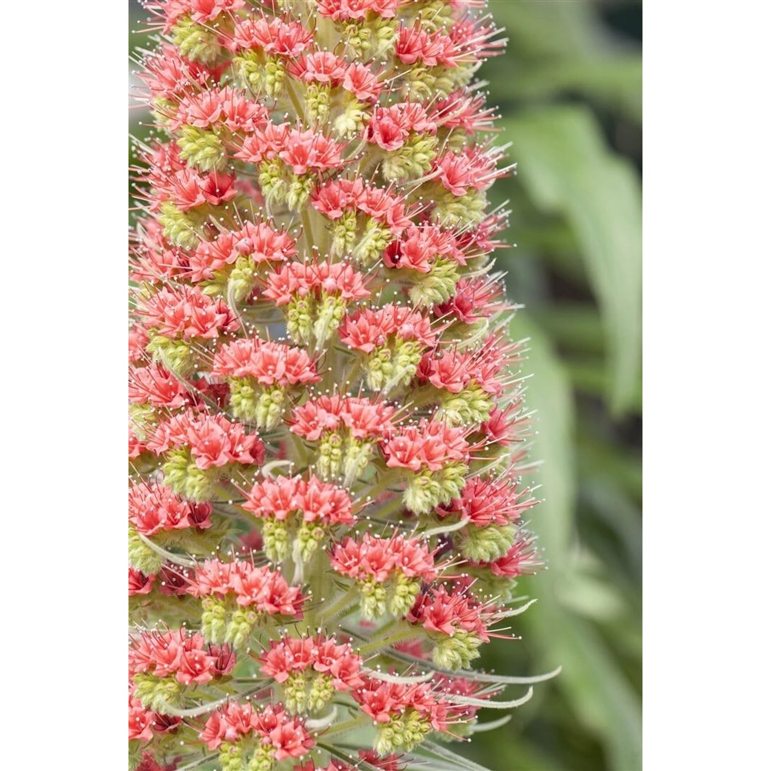 Echium Russicum Roter Natternkopf Ca. 9x9 cm Topf günstig online kaufen